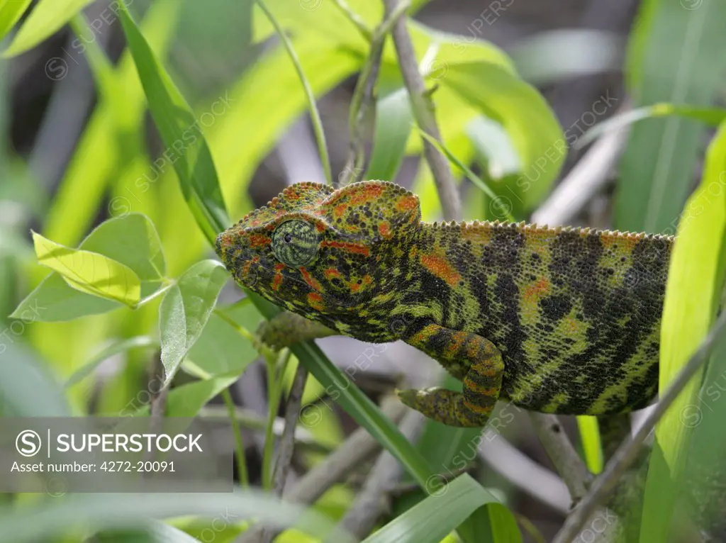 A female chameleon, Furcifer oustaleti.  Madagascar is synonymous with these magnificent old world reptiles. Two thirds of all known species are native to the island, the fourth largest in the world.