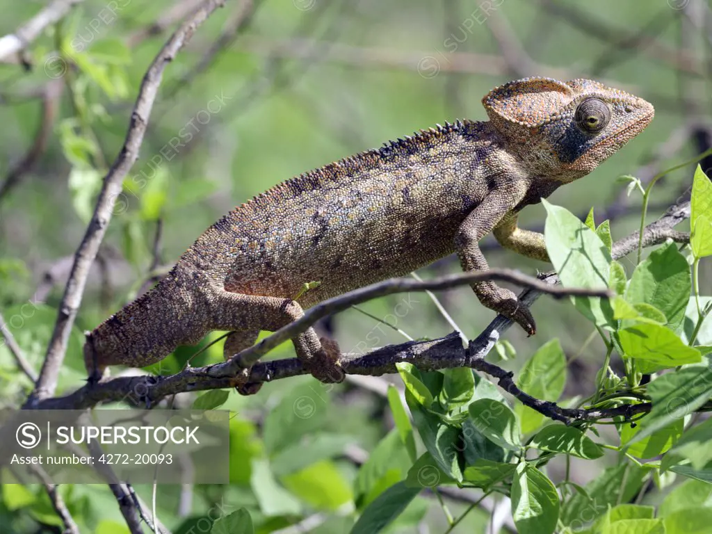 A male chameleon, Furcifer oustaleti. Madagascar is synonymous with these magnificent old world reptiles. Two thirds of all known species are native to the island, the fourth largest in the world.