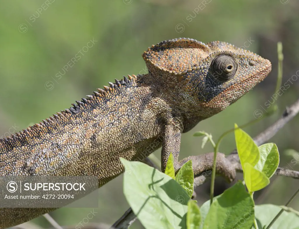 A male chameleon, Furcifer oustaleti. Madagascar is synonymous with these magnificent old world reptiles. Two thirds of all known species are native to the island, the fourth largest in the world.