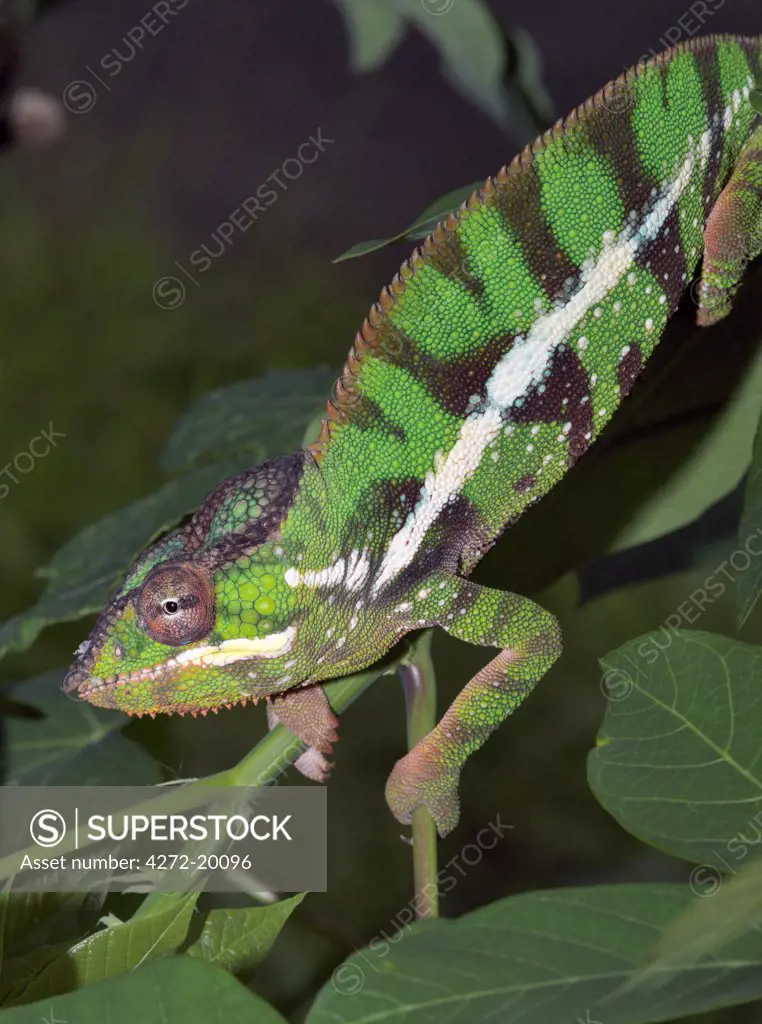 A male panther chameleon, Furcifer padalis, in non breeding colours. Madagascar is synonymous with these magnificent old world reptiles. Two thirds of all known species are native to the island, the fourth largest in the world.