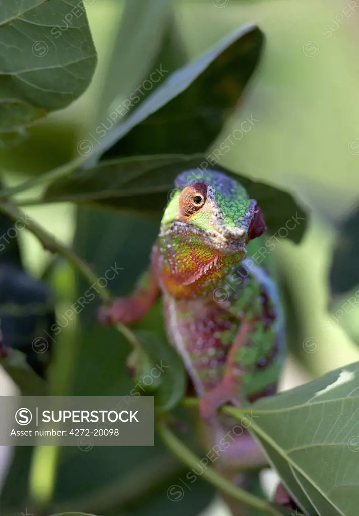 A male panther chameleon, Furcifer padalis. Madagascar is synonymous with these magnificent old world reptiles. Two thirds of all known species are native to the island, the fourth largest in the world.