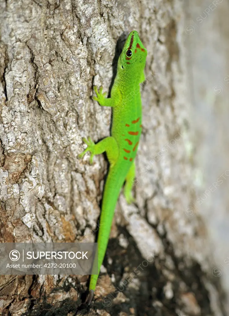 A spectacular day gecko (Phelsuma madagascariensis grandis) is one of roughly 70 gecko species in Madagascar.  It is the largest (up to 30 cm long) in northern Madagascar with the brightest colours.  Geckoes outnumber all other lizard species on the island.