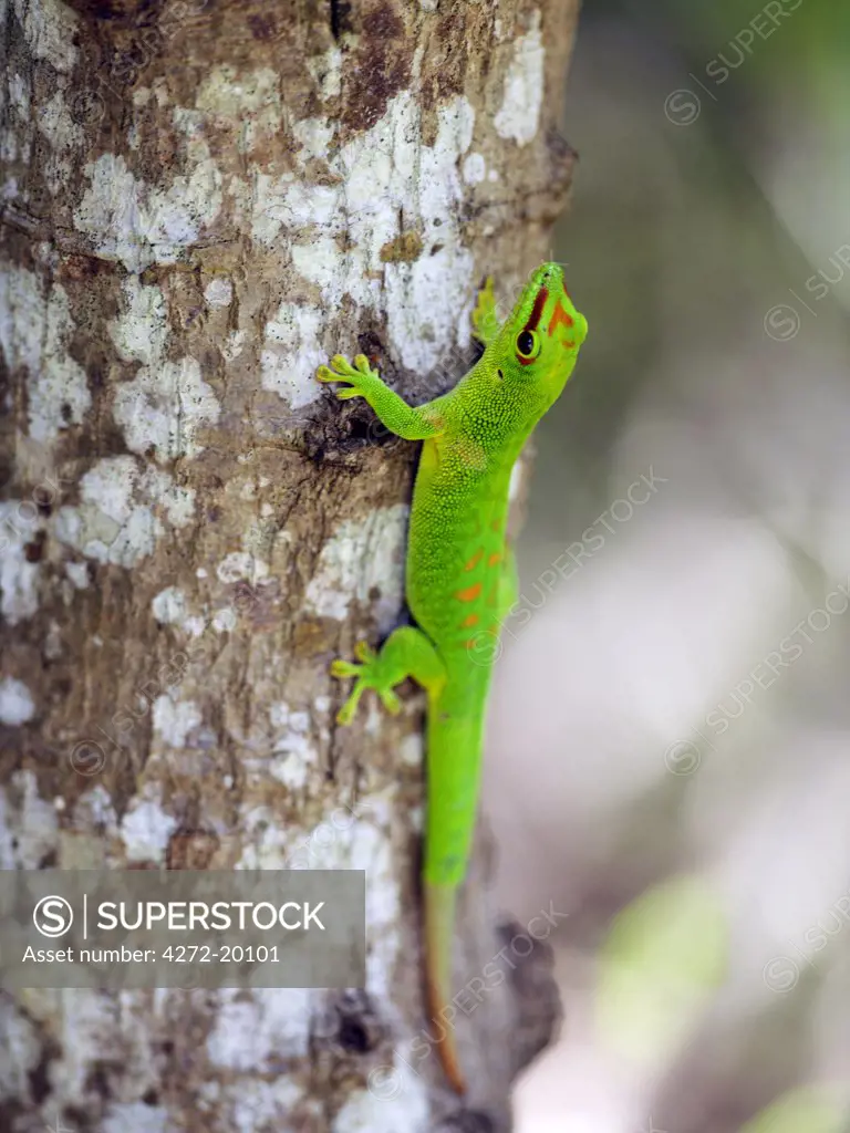 A spectacular day gecko (Phelsuma madagascariensis grandis) is one of roughly 70 gecko species in Madagascar.  It is the largest (up to 30 cm long) in northern Madagascar with the brightest colours.  Geckoes outnumber all other lizard species on the island.