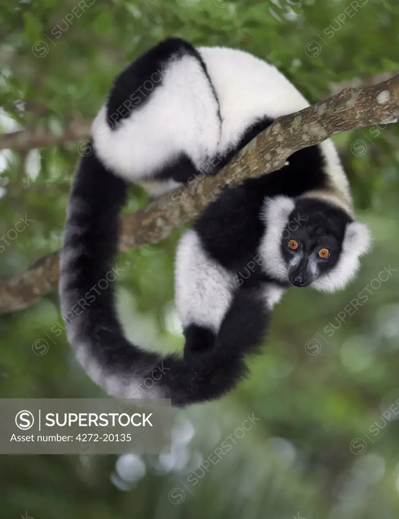 A Black-and-white Ruffed Lemur (Varecia variegata) in Mantadia National Park, eastern Madagascar.