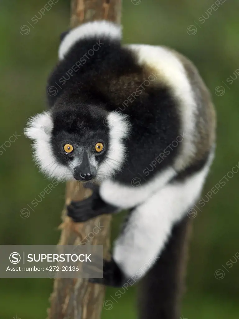 A Black-and-white Ruffed Lemur (Varecia variegata) in Mantadia National Park, eastern Madagascar.
