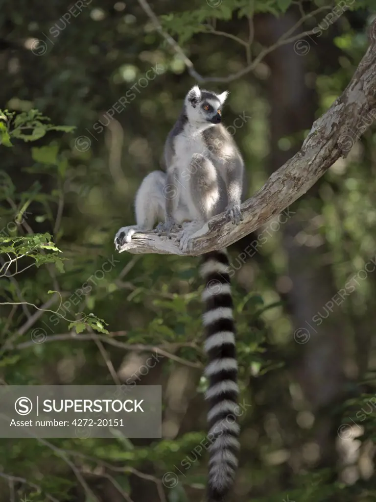 A Ring-tailed Lemur (Lemur catta). This species is easily recognisable by its banded tail.