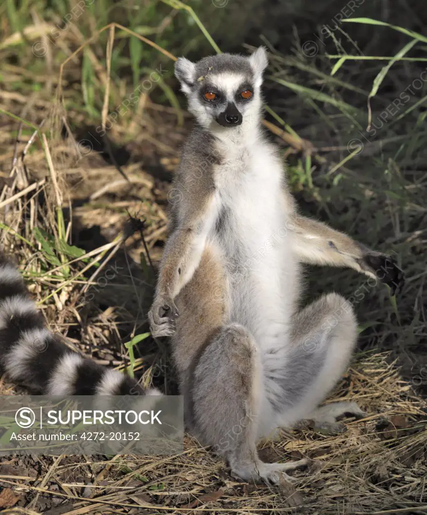 A Ring-tailed Lemur (Lemur catta) warming itself in the late afternoon sun. This species is easily recognisable by its banded tail.
