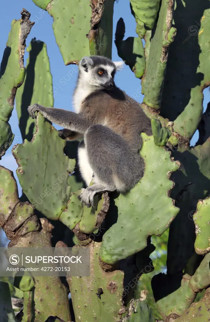 A Ring-tailed Lemur (Lemur catta) sitting on a prickly-pear cactus which they eat. This lemur is easily recognisable by its banded tail.