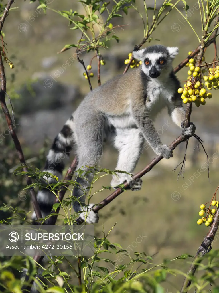 A Ring-tailed Lemur (Lemur catta) feeding on wild Madagascar lilac fruits in the Canyon des makis, Isalo National Park.