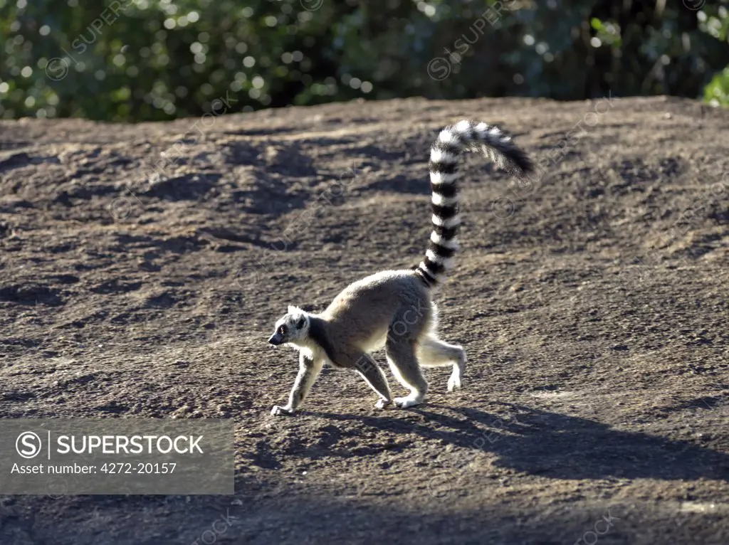 A ring-tailed lemur (Lemur catta) crosses a large rock in the Anja Park. This lemur is easily recognisable by its banded tail.