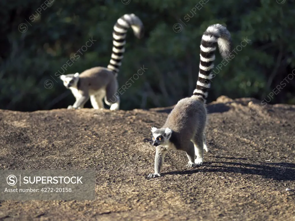 Two Ring-tailed Lemurs (Lemur catta) cross a large rock in the Anja Park in the late afternoon. These lemurs are easily recognisable by their banded tails.