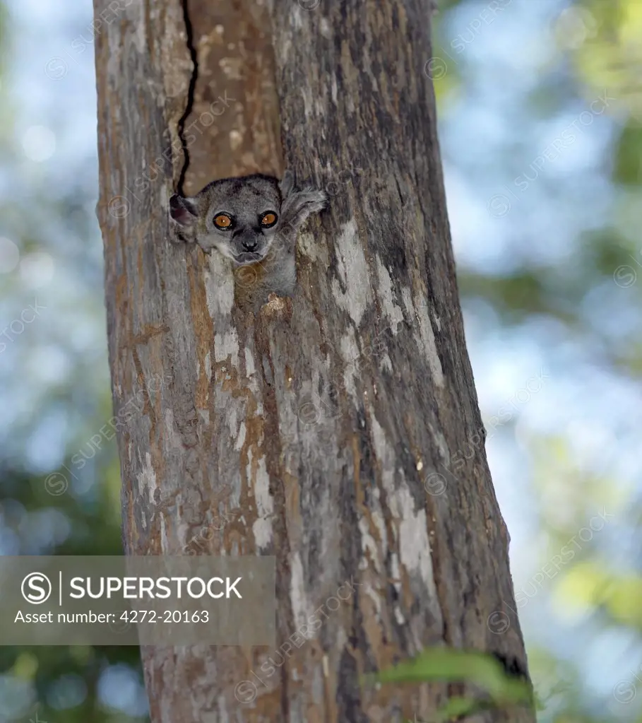 A Red-tailed sportive lemur (Lepilemur ruficaudatus) pokes its head out of a secure hiding place.