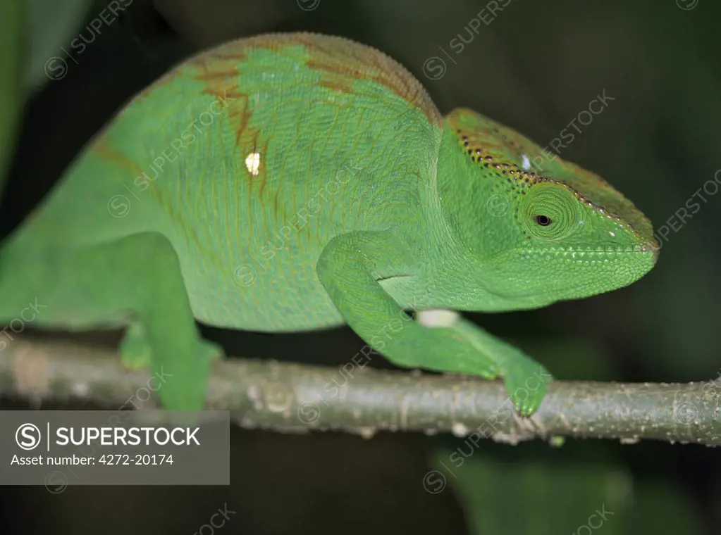 A brightly-coloured green chameleon.