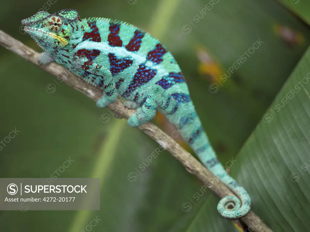 A brightly-coloured Panther chameleon (Furcifer padalis).