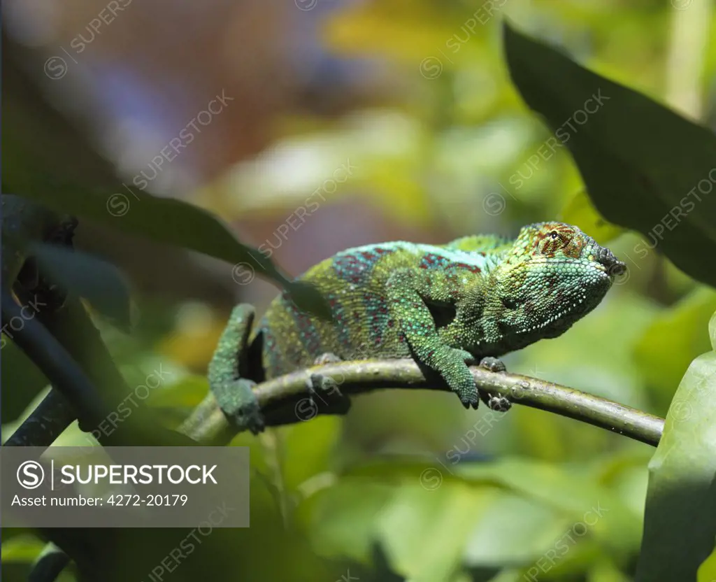 A brightly-coloured panther chameleon (Furcifer padalis).