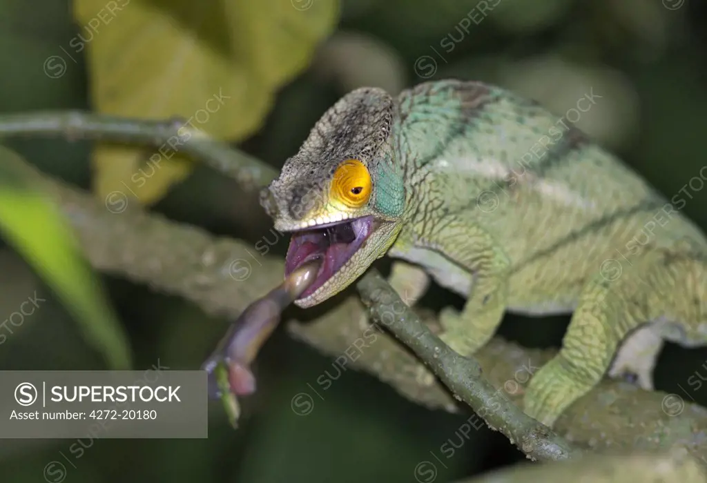 A Parson's chameleon (Chamaeleo parsonii) catches an insect with its very long tongue, which can extend to a length equal to its body.