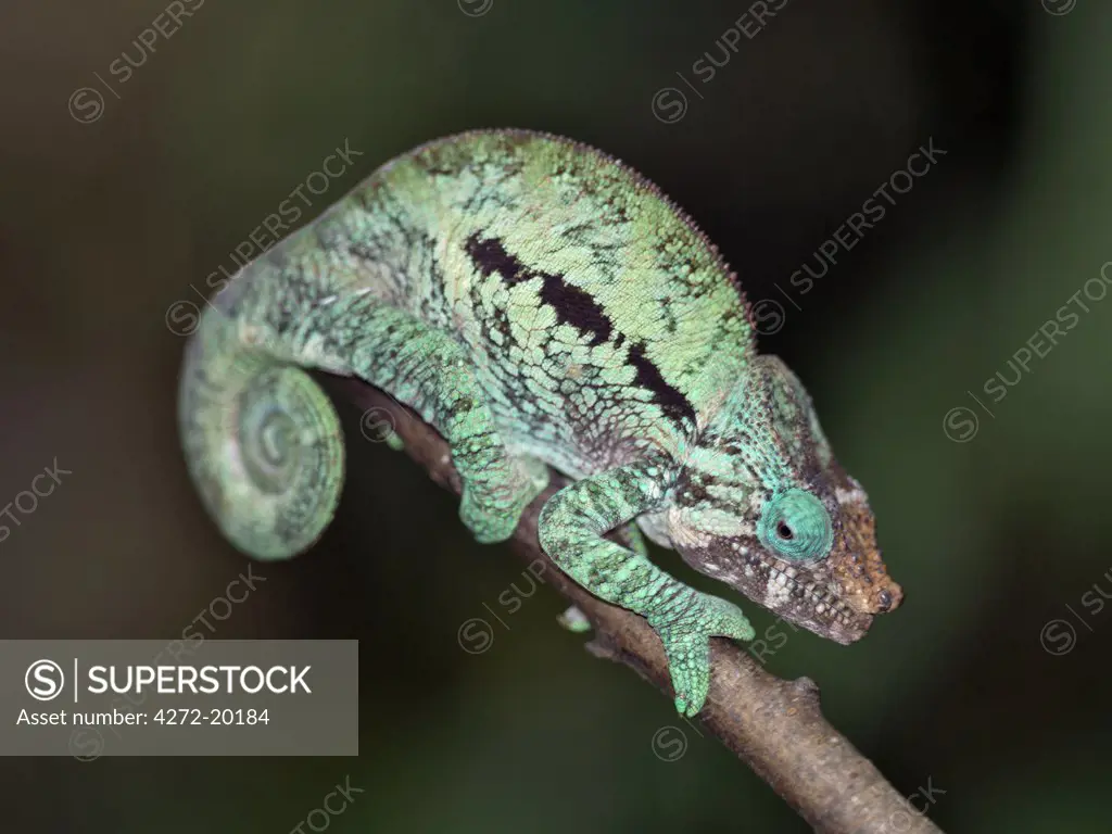 A Panther Chameleon (Furcifer pardalis)