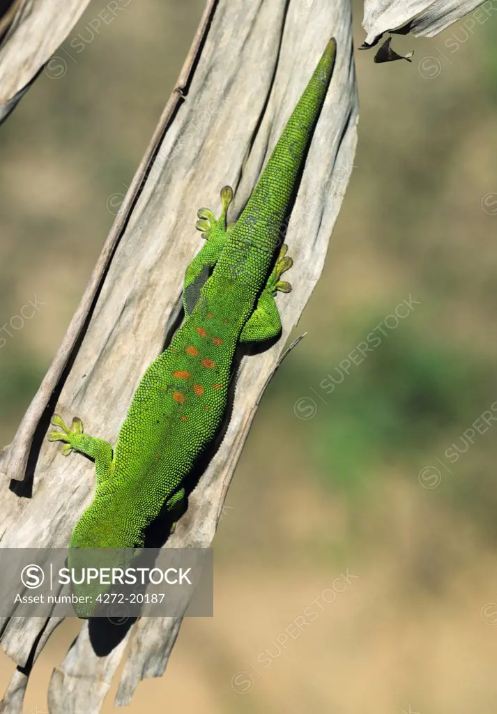 A spectacular Day Gecko (Phelsuma madagascariensis grandis) is one of roughly 70 gecko species in Madagascar.
