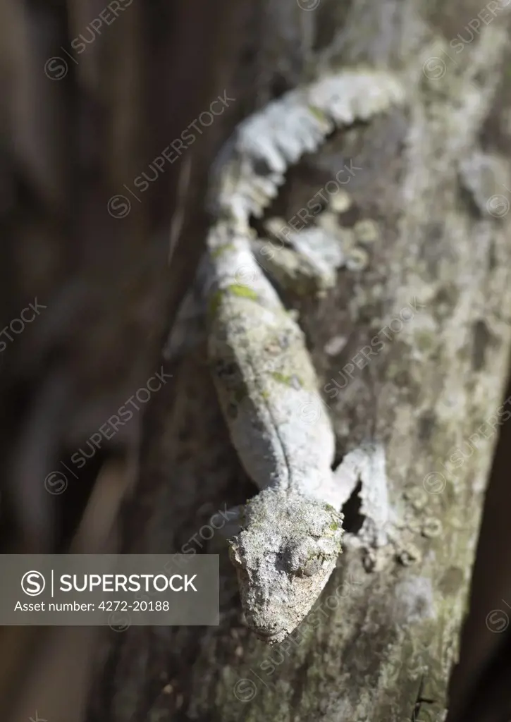 One of the most extraordinary geckoes in Madagascar is the Leaf-tailed or Fringed gecko (Uroplatus henkeli), which is magnificently camouflaged to resemble tree bark.