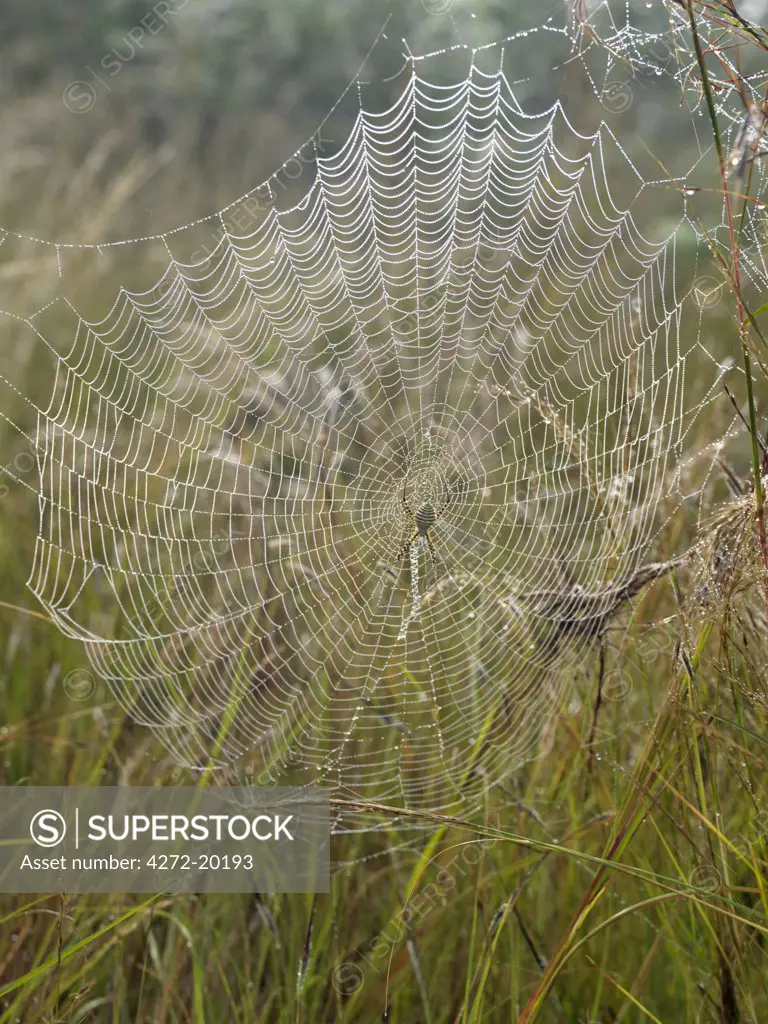 An attractive spider on its web.