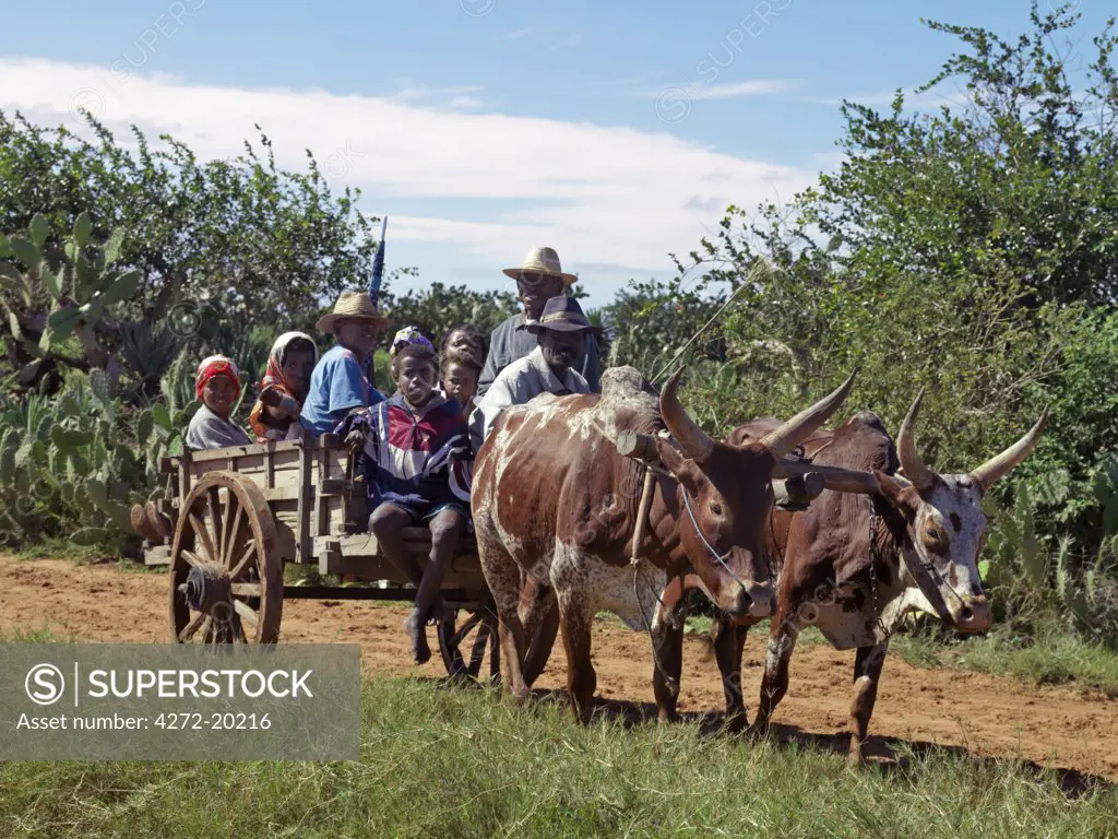 Malagasy people return home from Tsiombe market in an ox-drawn cart.