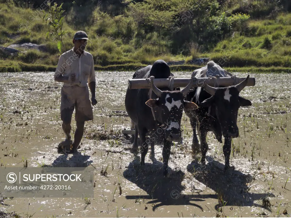 A farmer uses a tine pulled by oxen to prepare a rice paddy for planting.