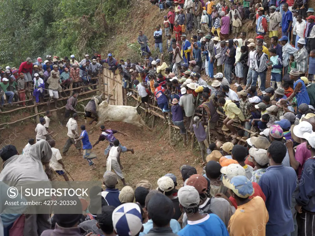 A large crowd of Malagasy people watch a zebu Savika, or rodeo, at the King's Palace, Ambositra. They take place three times a year when young men attempt to ride on the back of a bull.