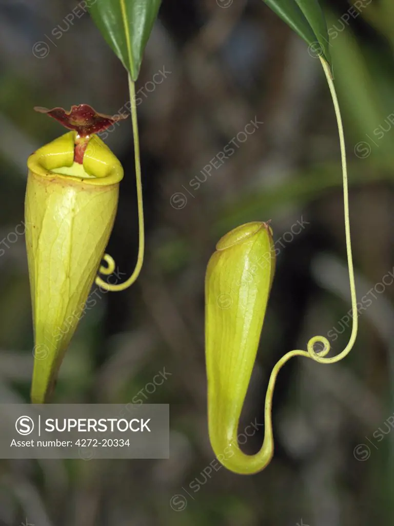 The unusual Pitcher plant (Nepthenthes) grows in abundance around Lac aux Nepenthes, a short distance from Lake Ampitabe. The flower acts as a fly trap, digesting trapped insects to obtain trace elements unobtainable in marshy soil.