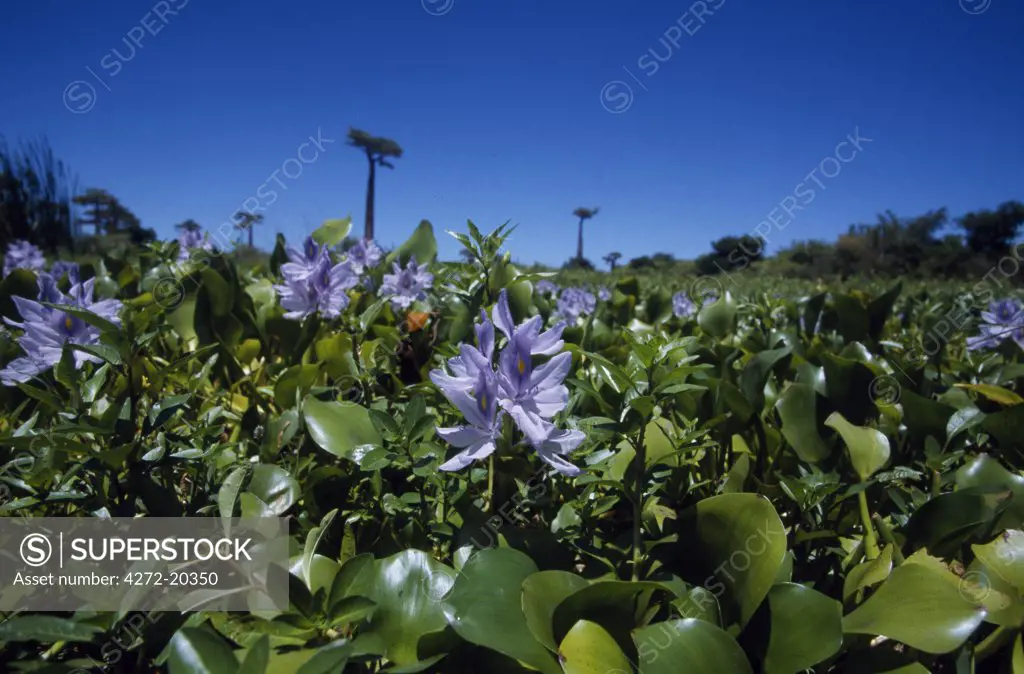 Water lilies in pond beneath baobabs