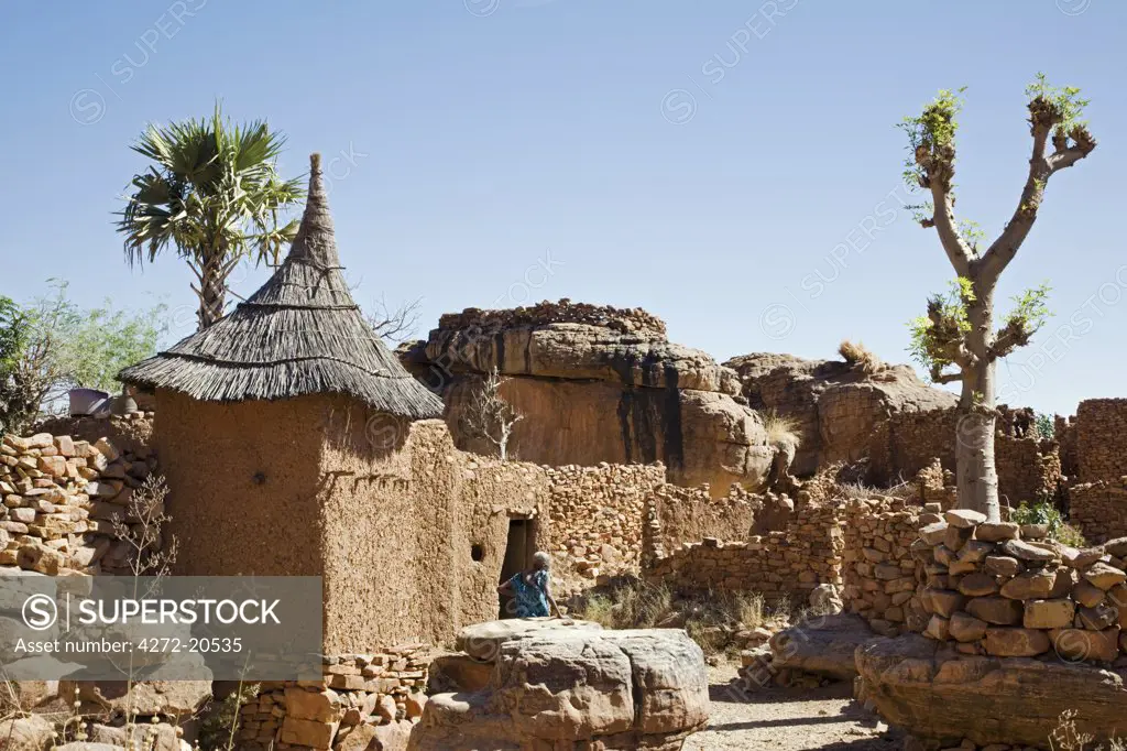 Mali, Dogon Country, Koundu. A small settlement built among rocks near the Dogon village of Koundu. Dwellings have flat roofs while granaries to store millet have pitched thatched roofs.  The leaves of the tree have been harvested for food.