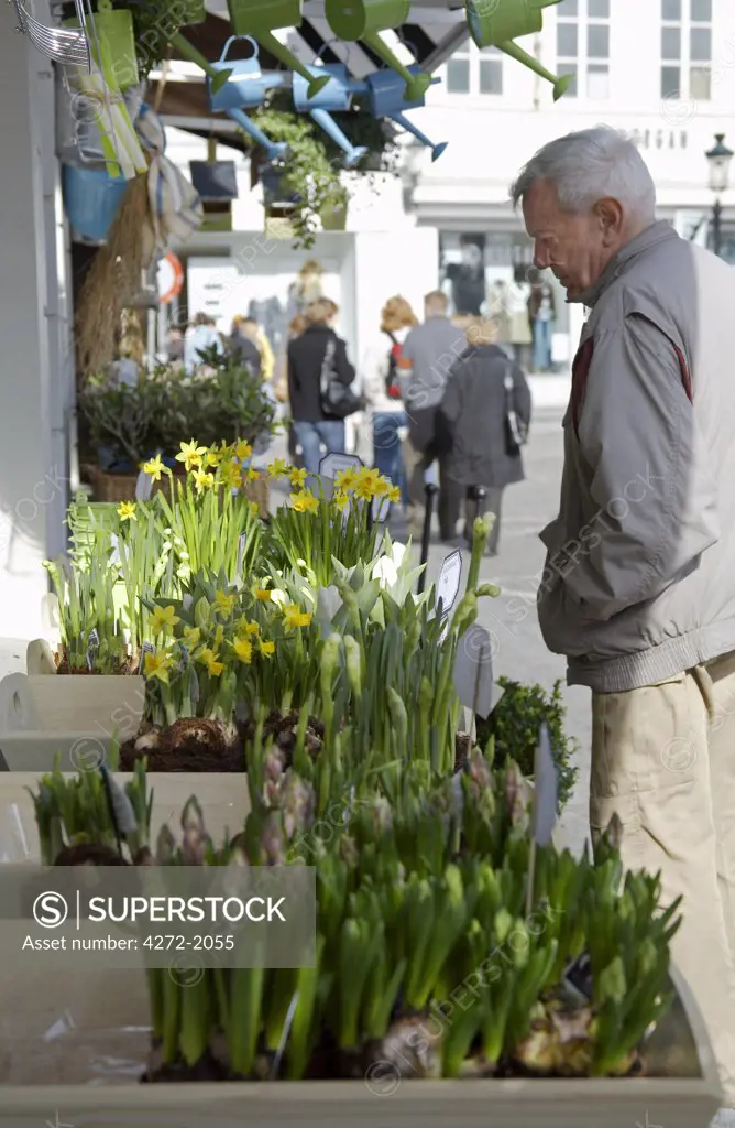 Belgium, Bruges. A shopper inspects spring flowering bulbs (Narcissi and Tulips) for sale in one of the central streets.