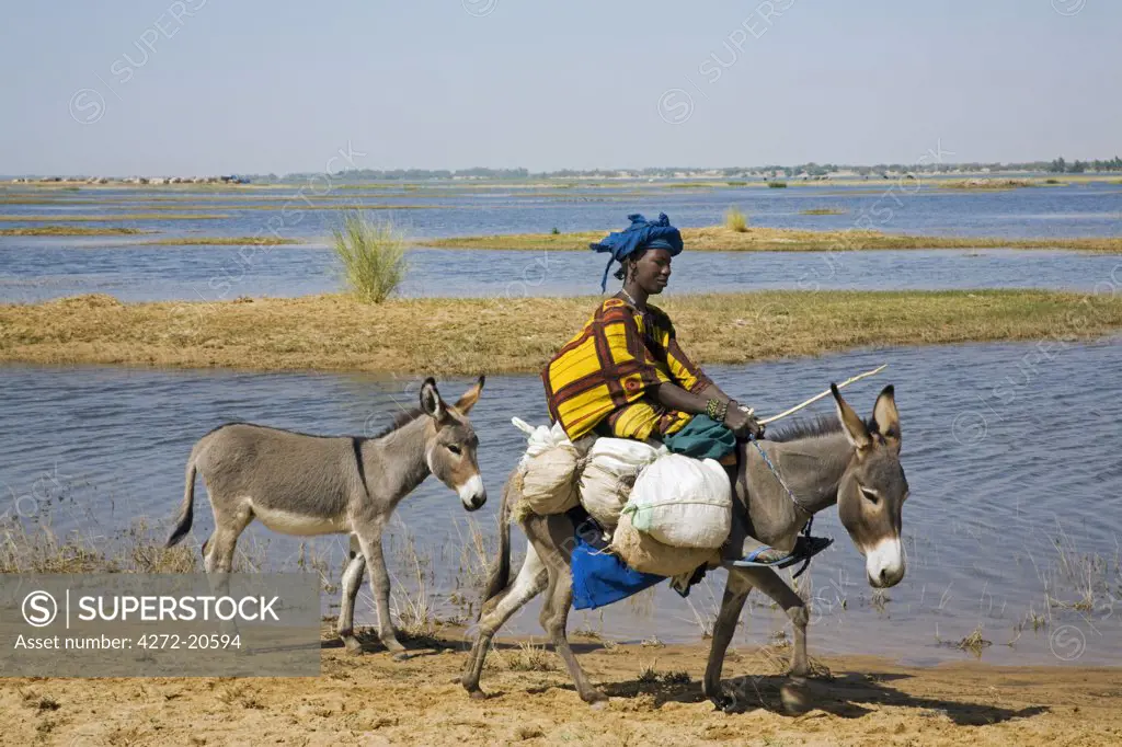 Mali, Timbuktu. A Bozo woman rides her donkey along the banks of the Niger River having bought provisions in the local market at Korioum_.