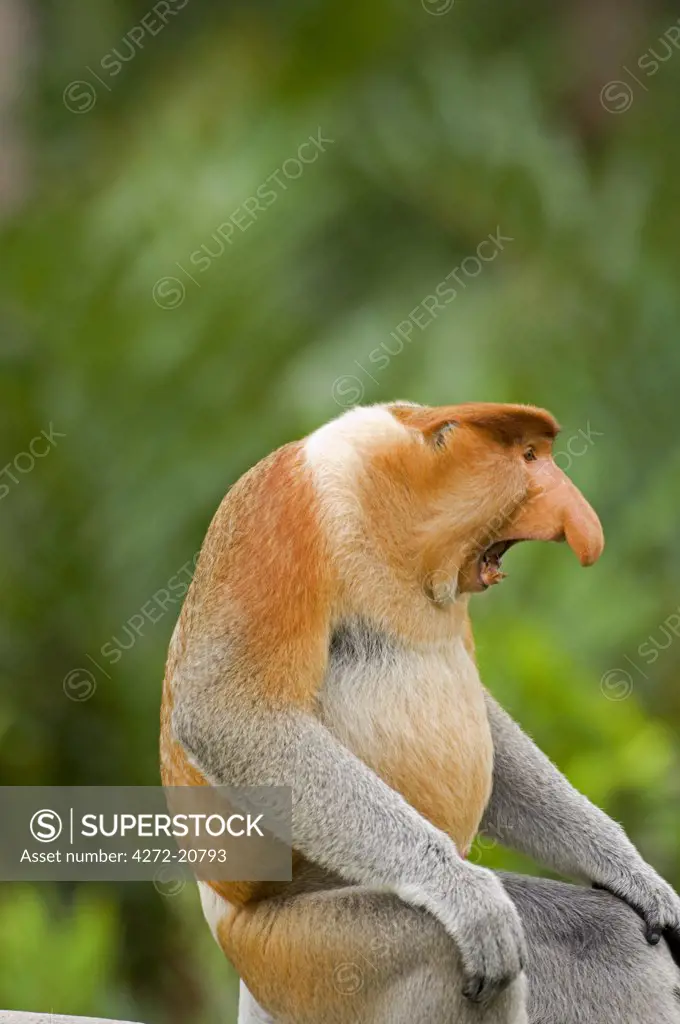 Alpha male Proboscis Monkey in territorial stance, Sabah, Borneo