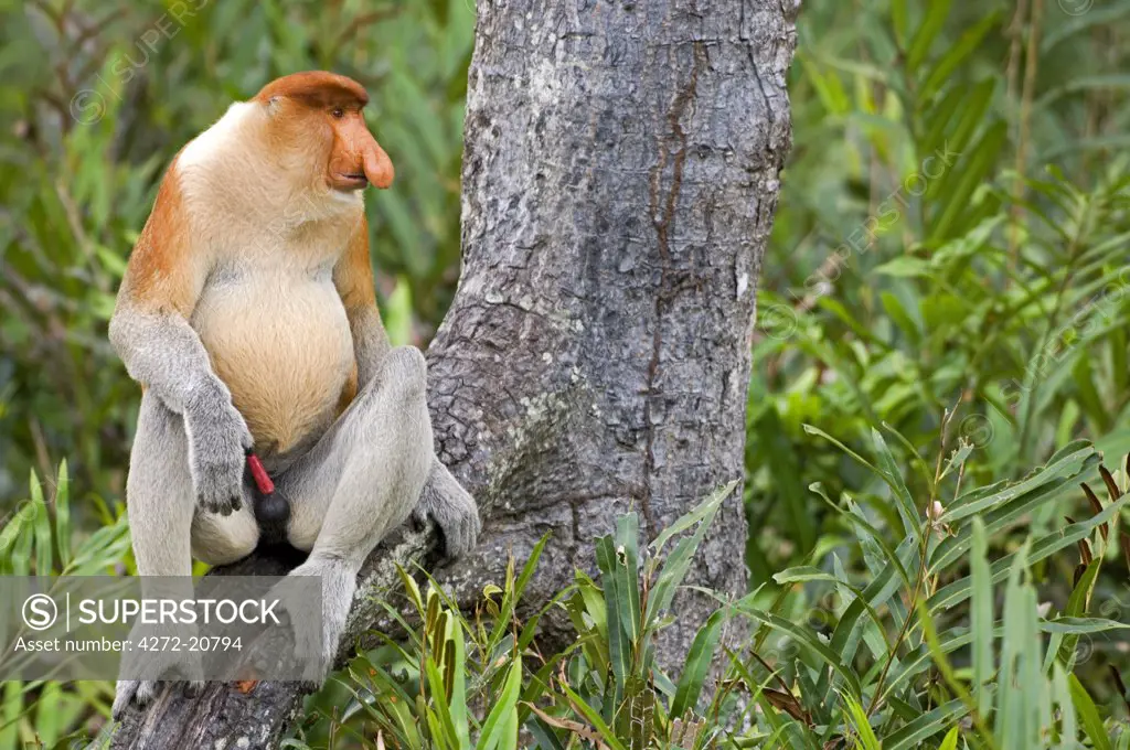 Alpha male Proboscis Monkey in territorial stance, sabah, Borneo