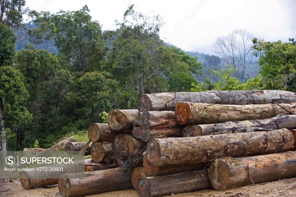 Logging and deforistation of primary rainforest in the Crocker Range, Sabah, Borneo