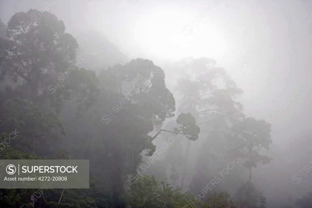 Mist covering the canopy of primary rainforest in the Danum Valley Scientific Area near