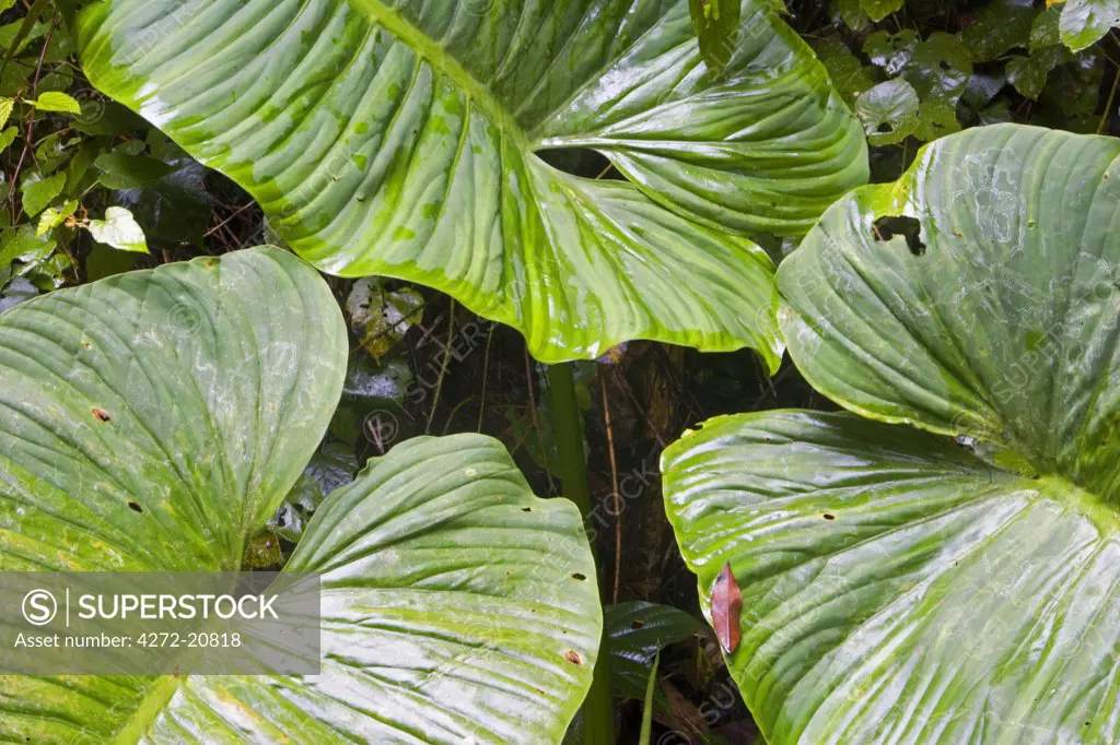Plants and vegetation of the Crocker Range rainforest in Sabah, Borneo