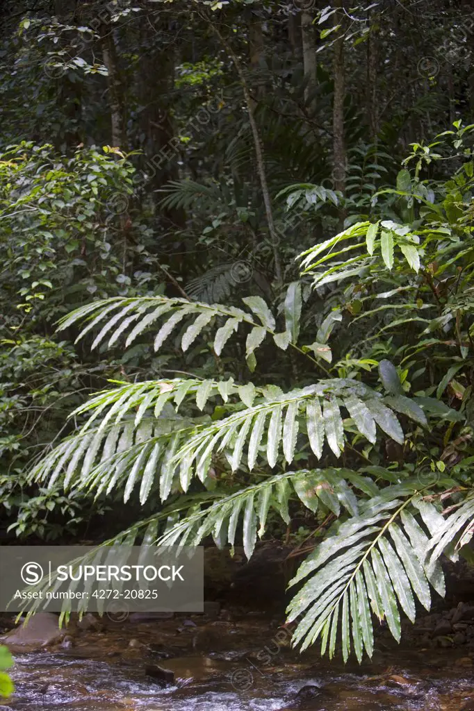 Rainforest ferns over mountain stream in the Crocker Range of Mountains, Sabah, Borneo