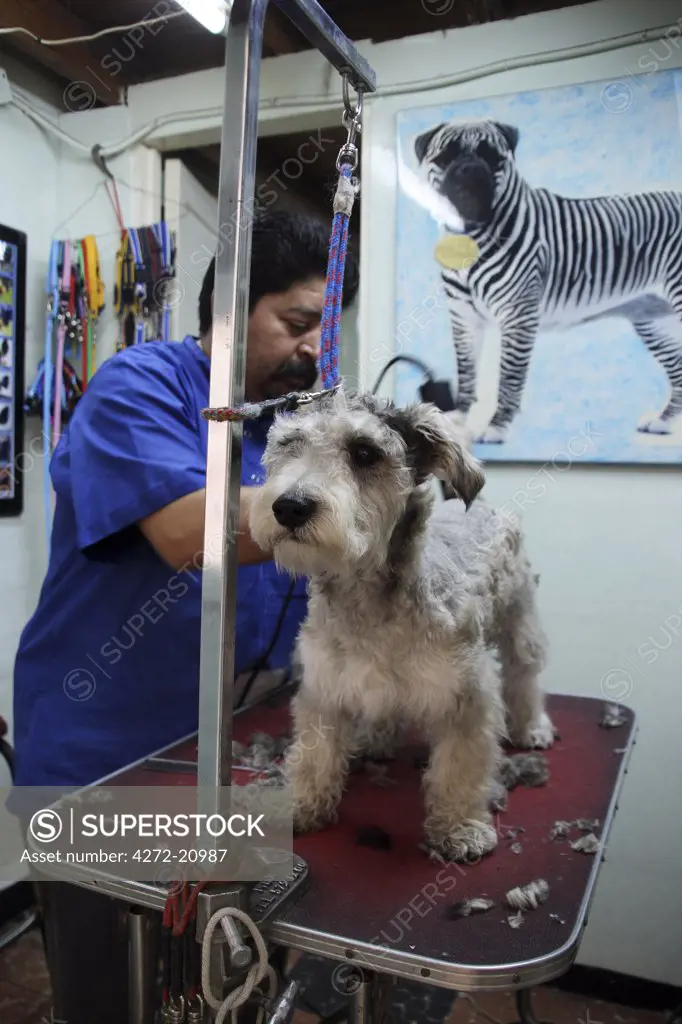 Mexico, Mexico City. A dog having its hair cut.