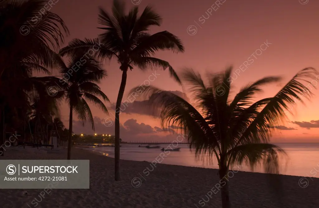 Playa del Carmen, Mexico. Palm tress silhouetted against the sunset on the beach in Playa del Carmen Mexico