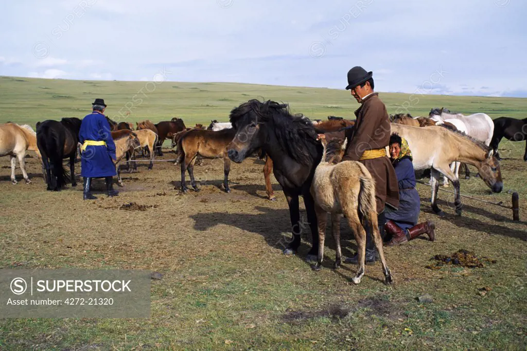 Mongolia, Khentii Mountains, north west of Ulan Bator, mares being milked at the end of the day. Summer in Mongolia is known as the white season and herders and nomads work around the clock to process milk, turning it into cheese and a variety of other products to last them through the winter.