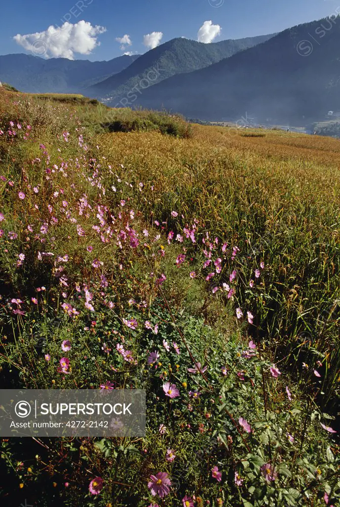 Flowers growing at the edges of Rice paddy which surround the Thimphu Dzong on the outskirts of Thimpu, Bhutan's Capital City