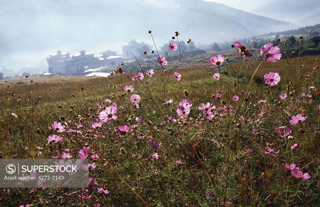 Flowers growing at the edges of Rice paddy which surround the Thimphu Dzong on the outskirts of Thimpu, Bhutan's Capital City