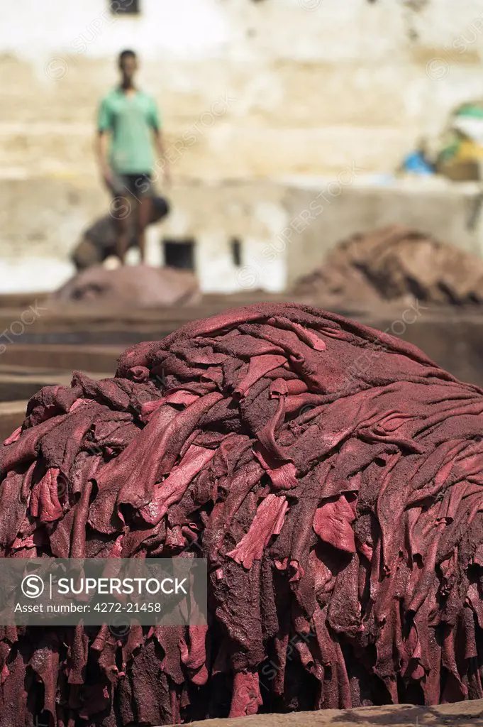 Animal skins are put out to dry in the tanneries in Old Fez, Morocco. In the white pits, animal hides are soaked for a week in lime and bird droppings to bleach the skin and remove the hair. The skins are then moved to the brown pits where they are coloured using natural dyes.