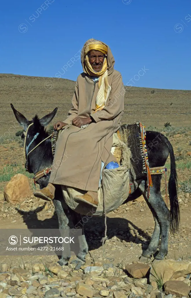 Morocco, Anti-Atlas Mountains. A Berber man pauses on his mule on the way to his home village.