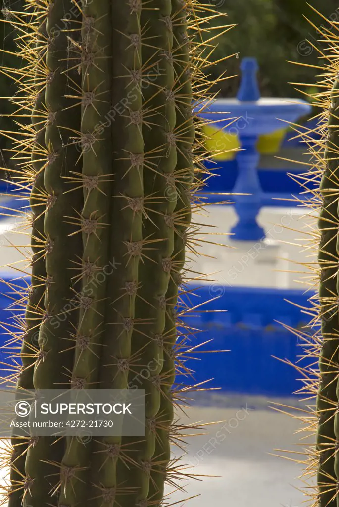 Morocco, Marrakech, Jardin Majorelle. The Majorelle Garden is a botanical garden in Marrakech, Morocco. It was designed by the expatriate French artist Jacques Majorelle  in 1924 and since 1980 the garden has been owned by Yves Saint-Laurent and Pierre Berg_.