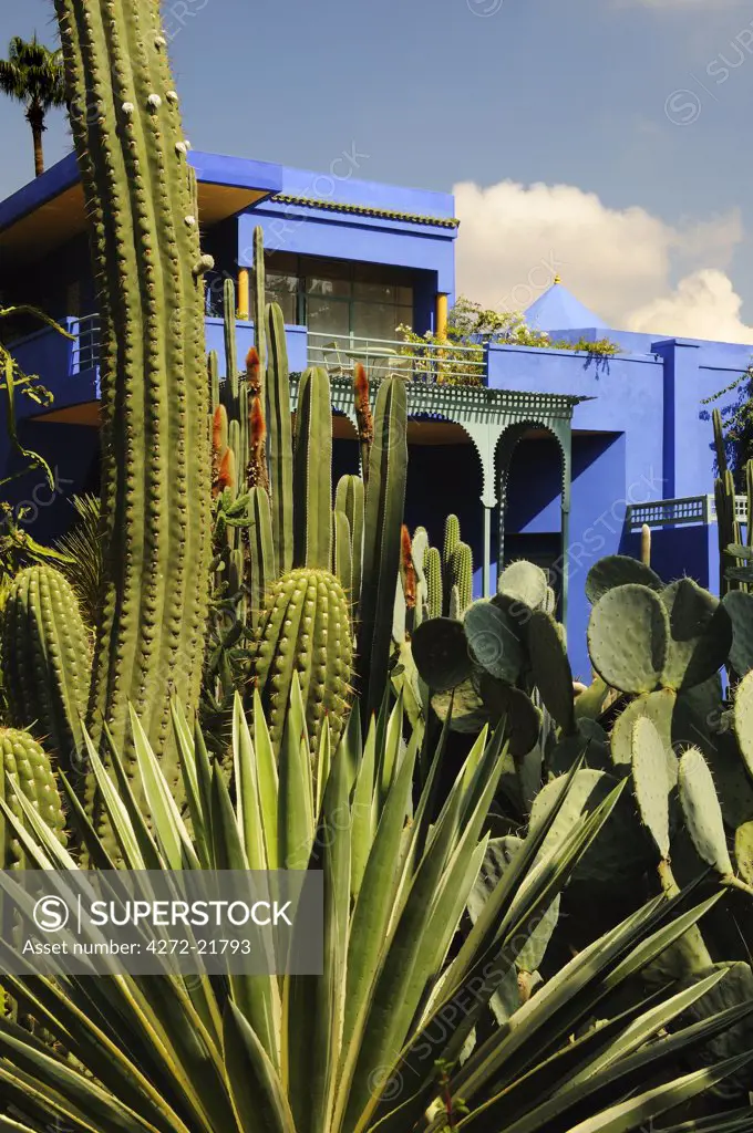 Cactus in the Majorelle garden. Marrakech, Morocco