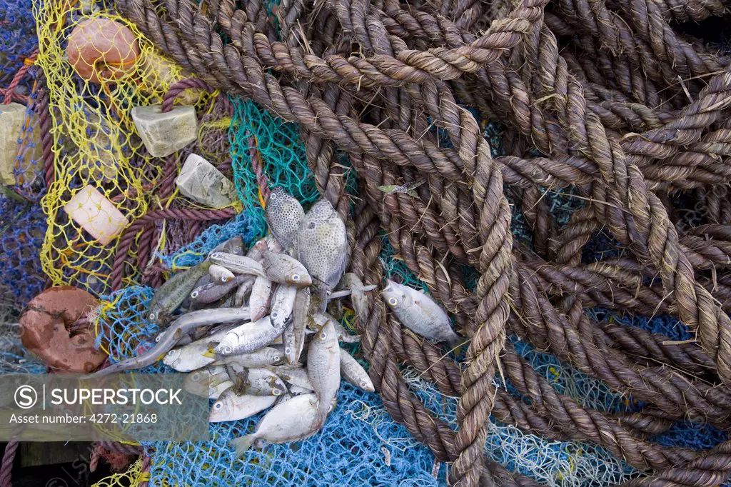 A fisherman unloads his catch in the harbour of Ibo Island, part of the Quirimbas Archipelago, Mozambique
