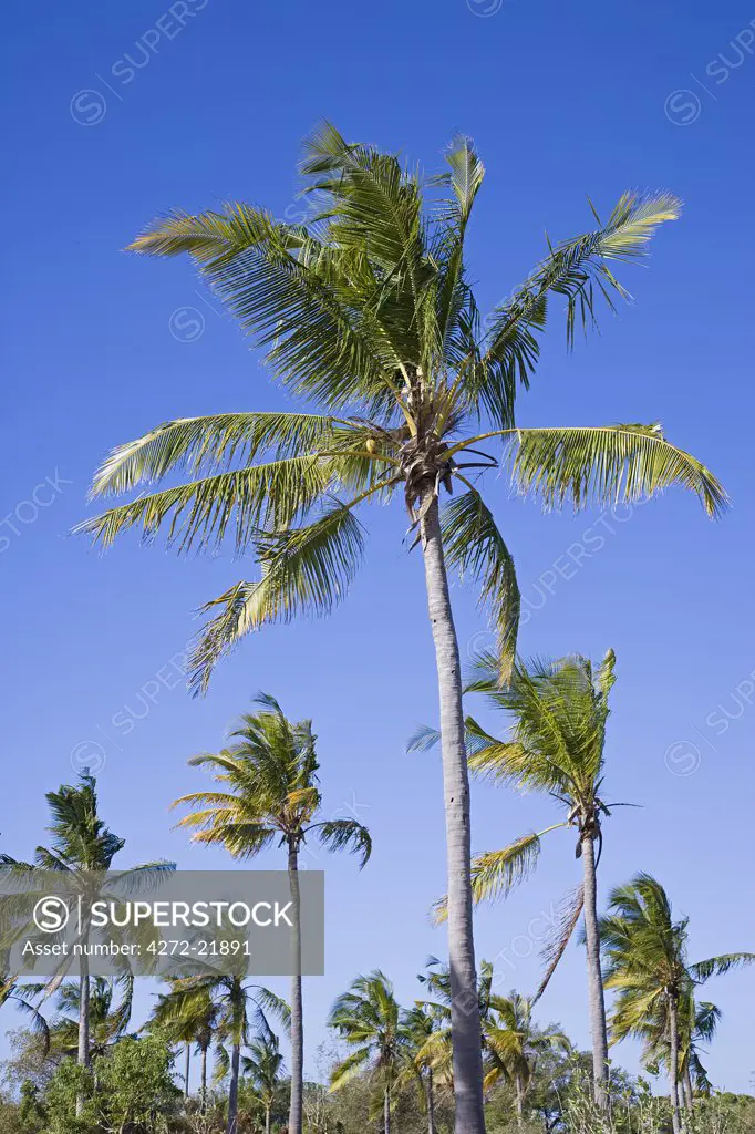 Palm trees on Ibo Island, part of the Quirimbas Archipelago, Mozambique