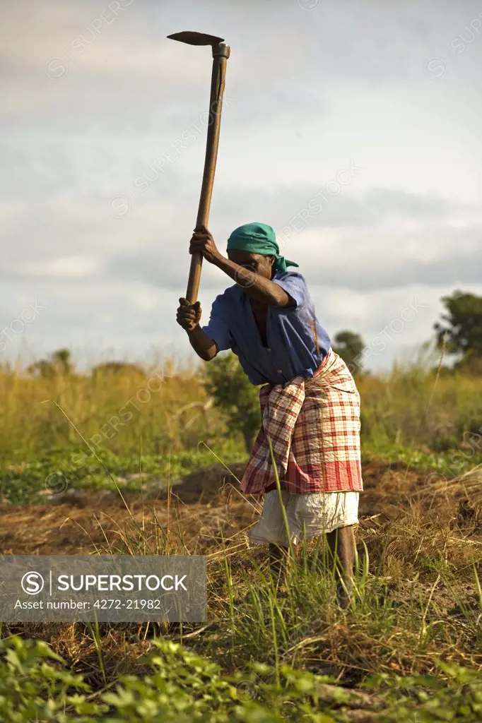 Mozambique, Inhaca Island. An Mozambican woman works on her land with a traditional farming tool; the hoe. She is preparing the ground for growing mandioca, a common staple food found on the island. Inhaca is the largest island in the Gulf of Maputo, lying 24km from the mainland. Inhaca is the most accessible of Mozambiques offshore islands, and ideally situated for a short break from Maputo.